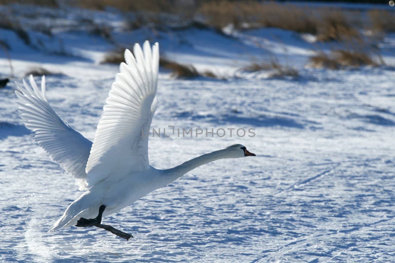 Swan in flight