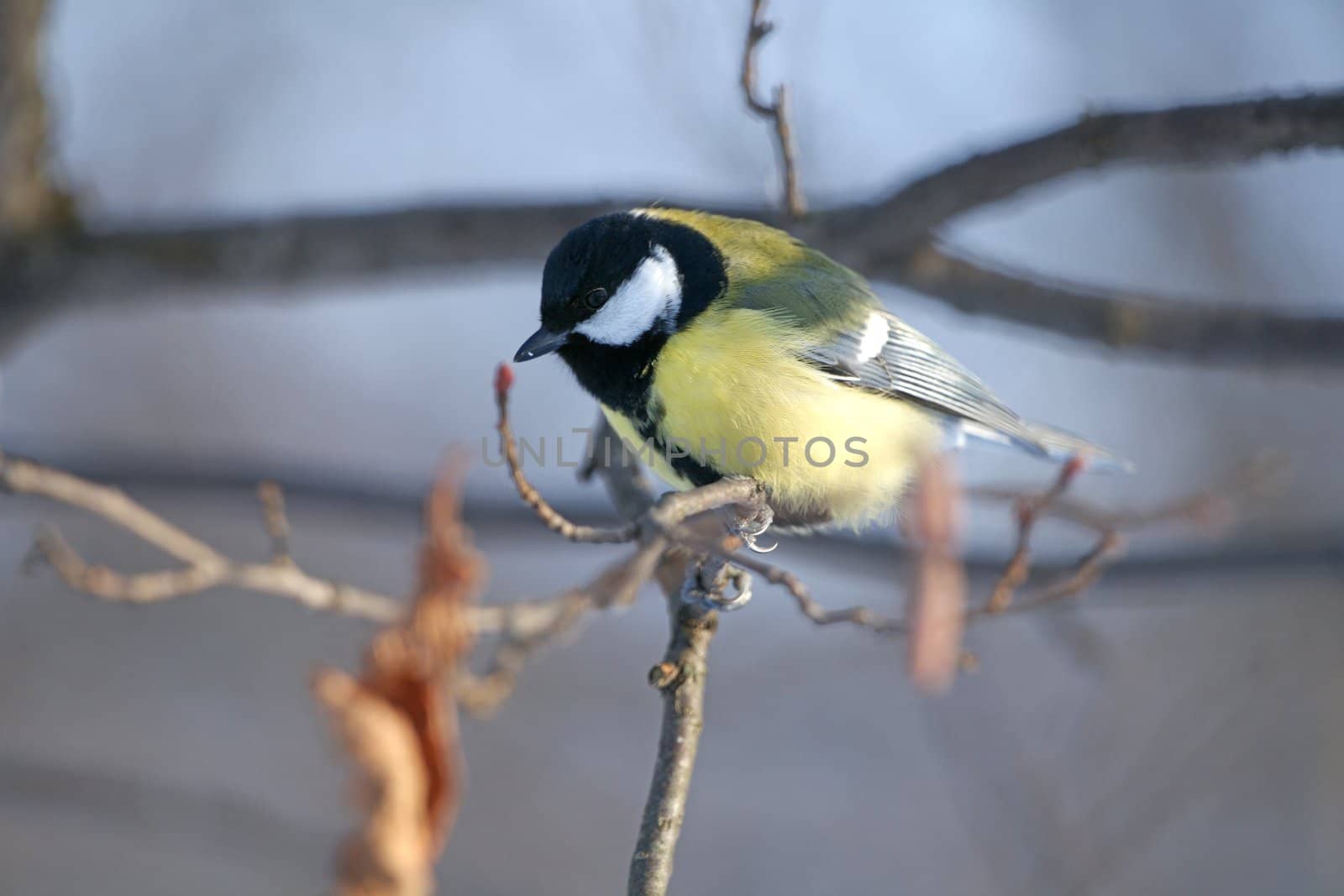 Titmouse on a tree