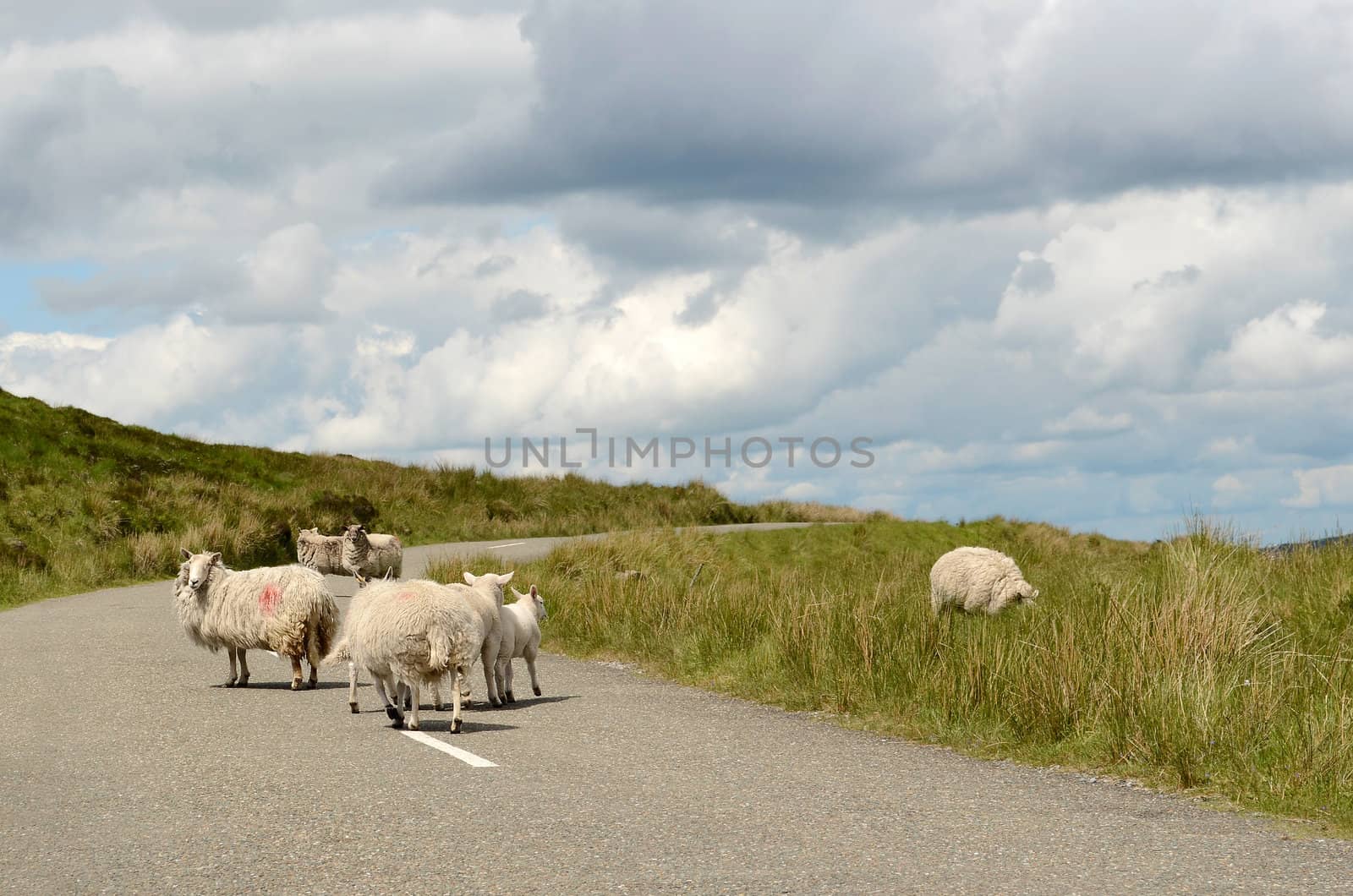 Sheep on the road in Ireland by pljvv