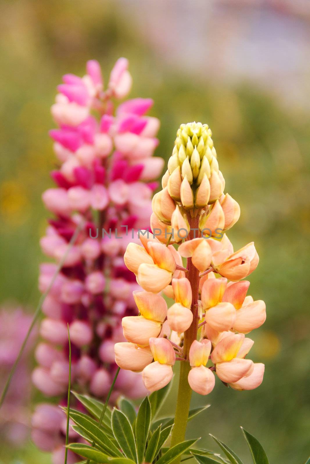 pink and yellow lupine flowers naturally occuring