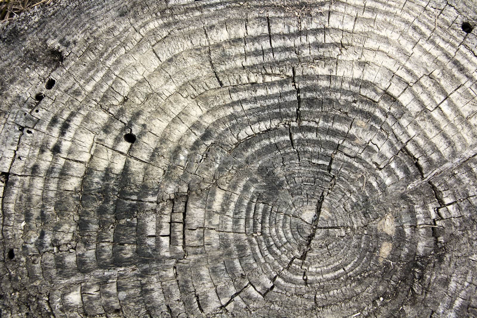 tree texture with rings by SkyLynx