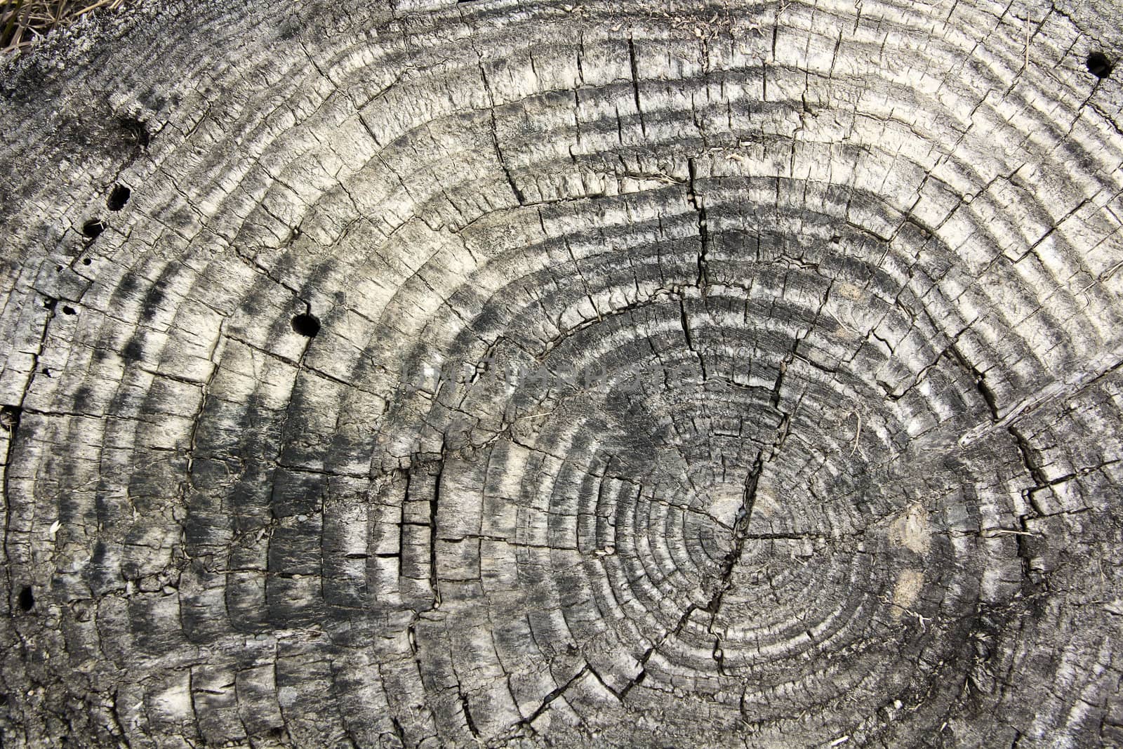 the texture of an old tree with season rings and crackes