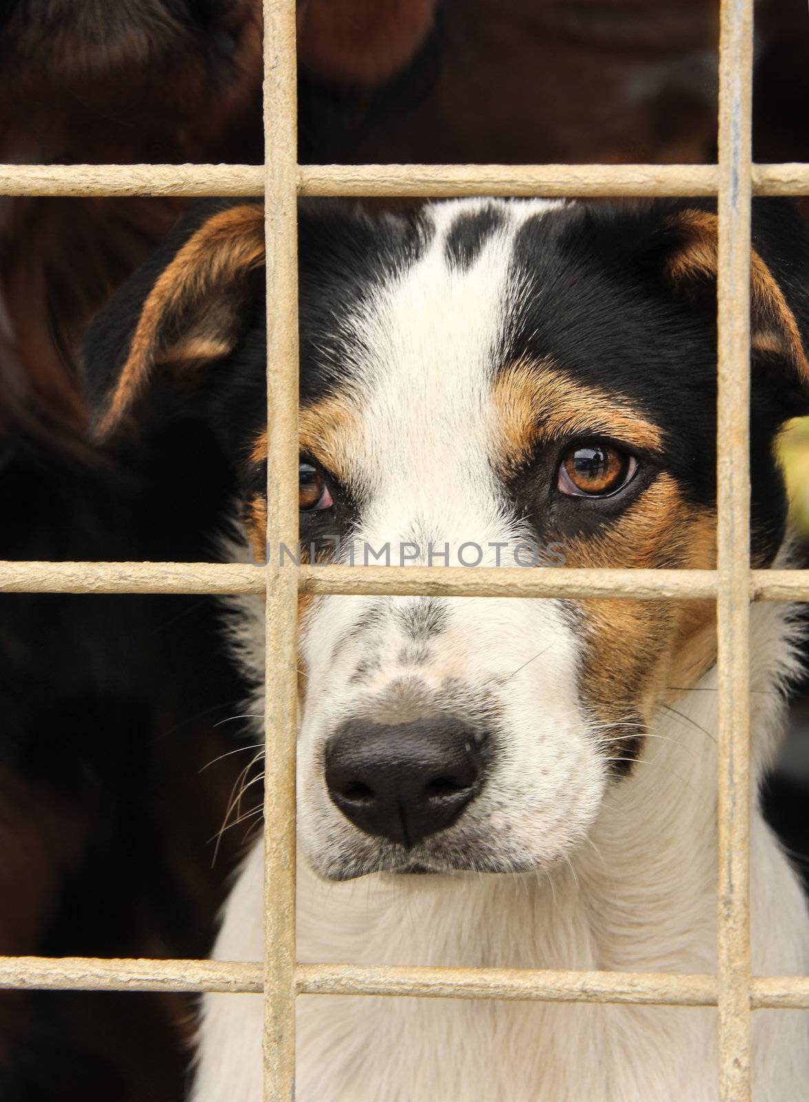 the potrait of a sad looking dog in an iron cage