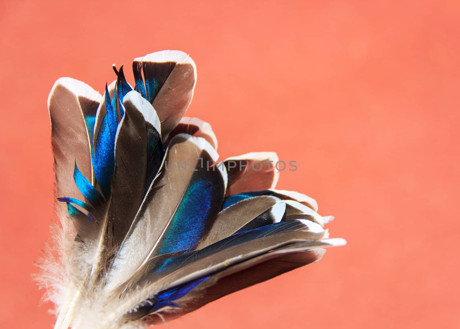 duck blue feathers by SkyLynx