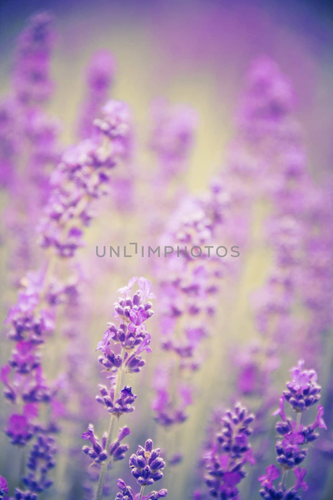 lavender background with a spared flowers at the foreground and a blurred background