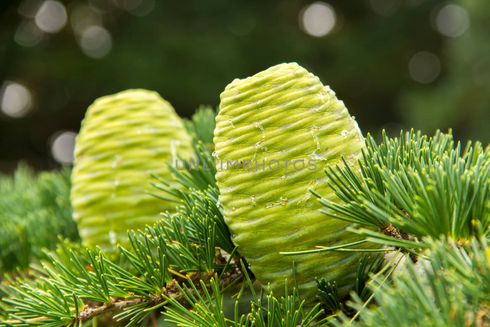 two green pine cones (Cedrus deodara tree)