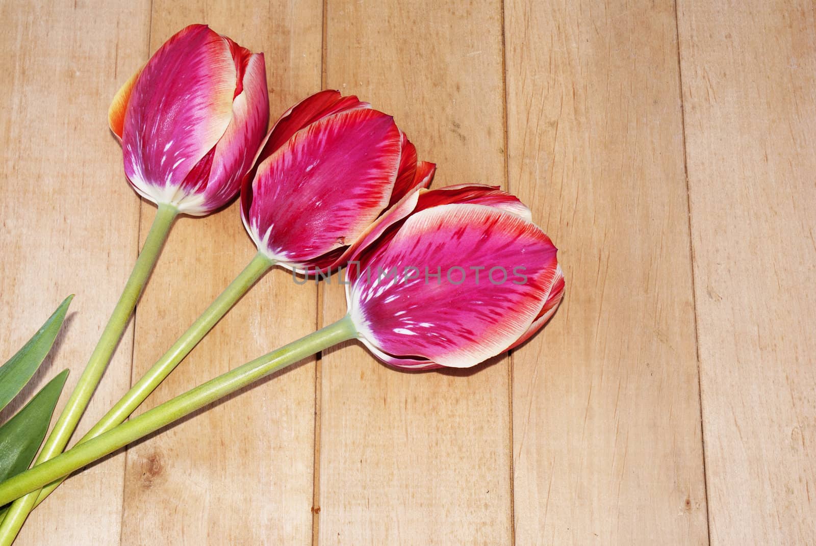 Pink decorative tulip on a wooden background.Holidays card