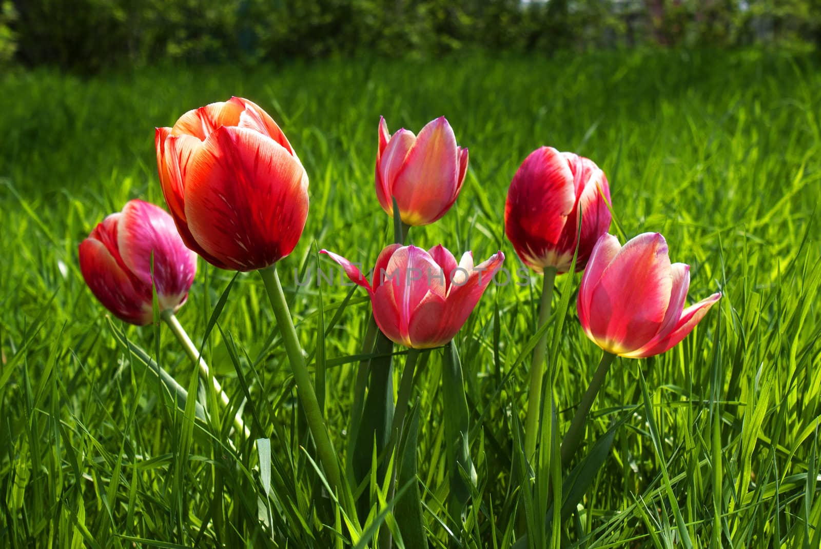 Red tulips.Spring background by sergey150770SV