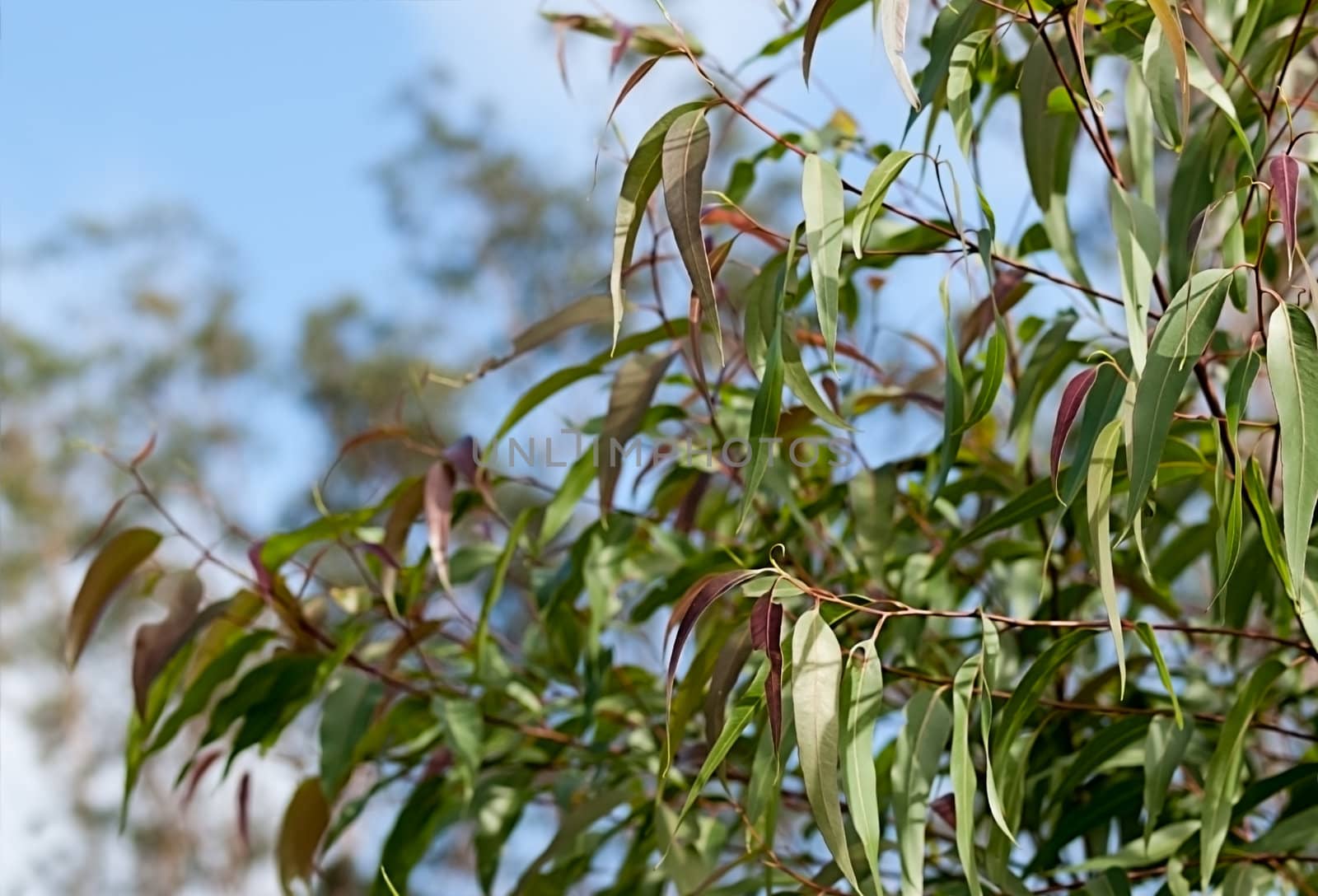 Australian eucalyptus gum tree Corymbia citriodora leaves known as lemon-scented gum or Spotted gum, native tree of Australia
