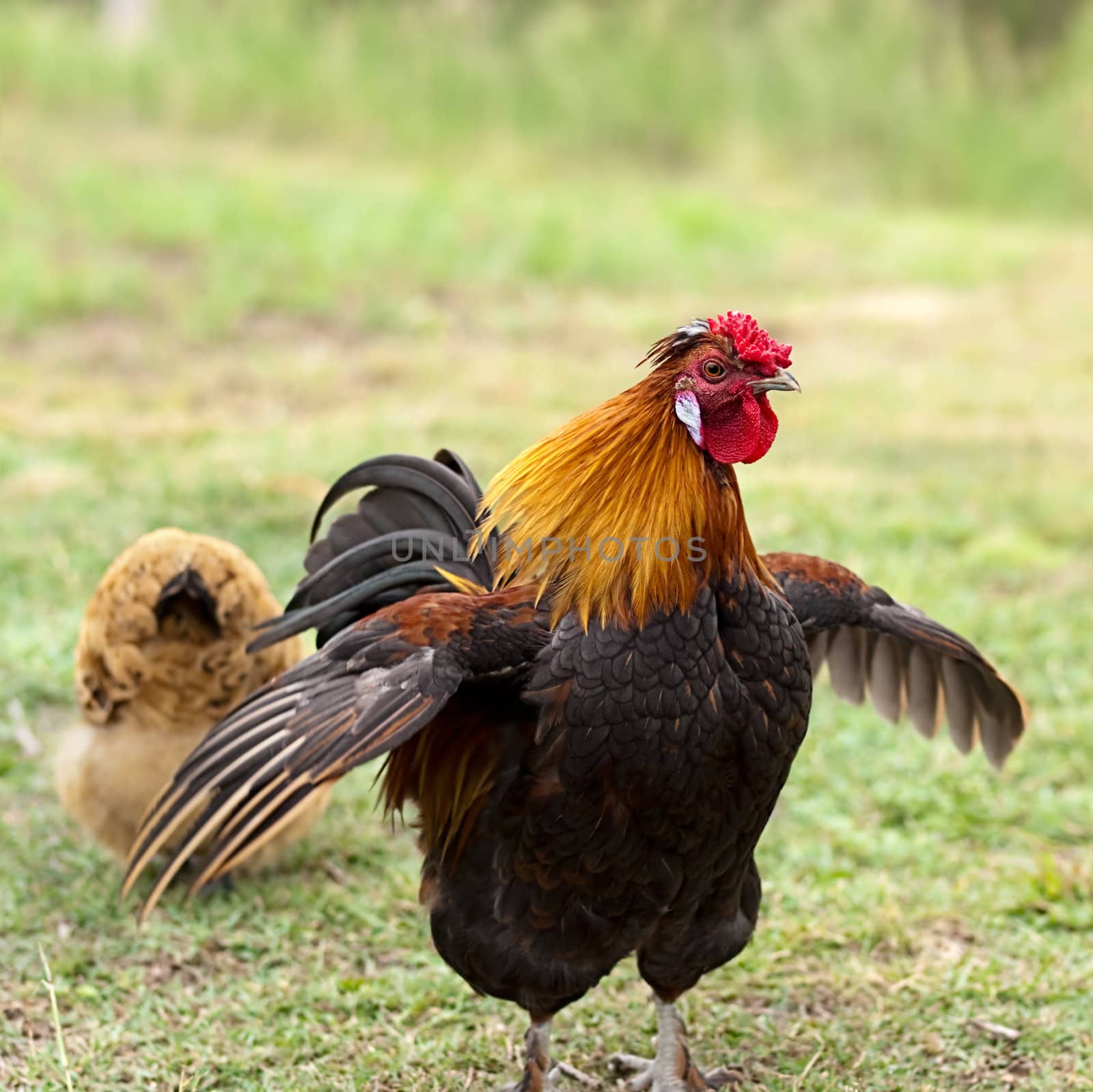 Cockerel male bantam rooster on guard protects female hen looking for food on grassy farm land