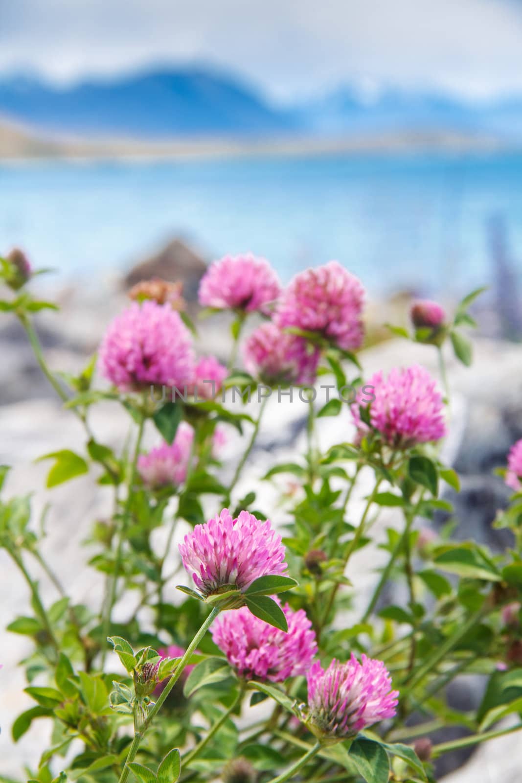 meadow pink blooming flowers near the lake