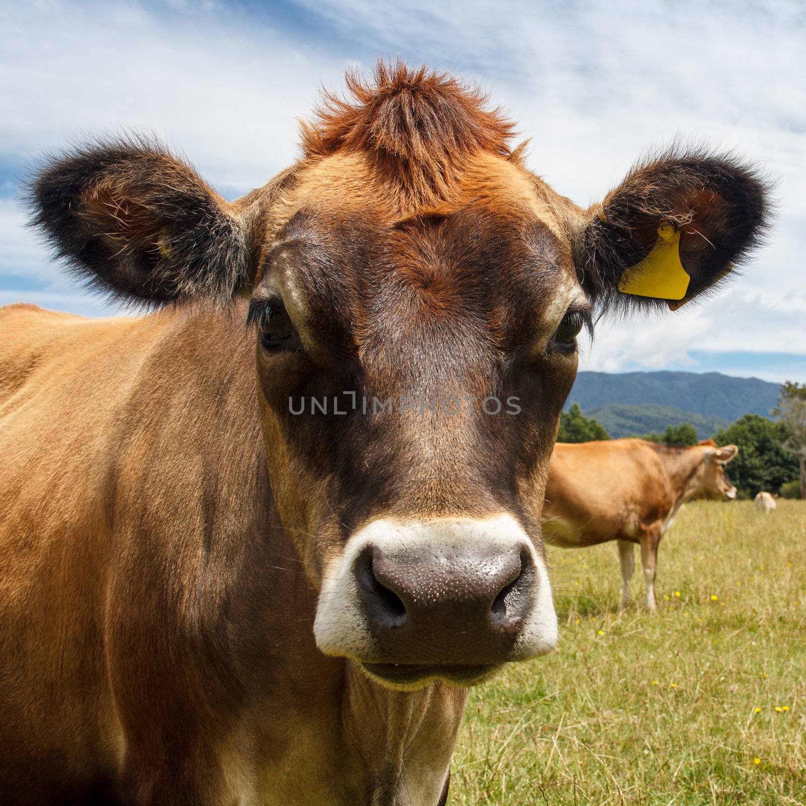 cow looking into the camera by SkyLynx