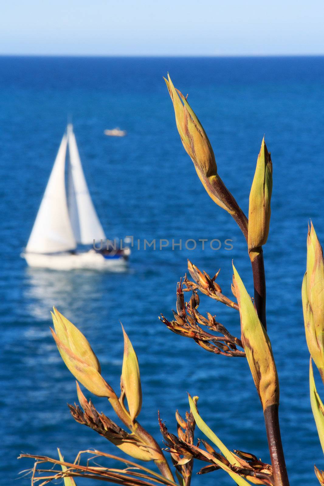 summer sea landscape with a white yacht and a plant at the foreground