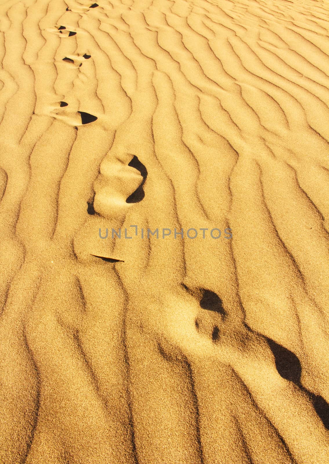 footprints in the golden sand dunes with irregular texture