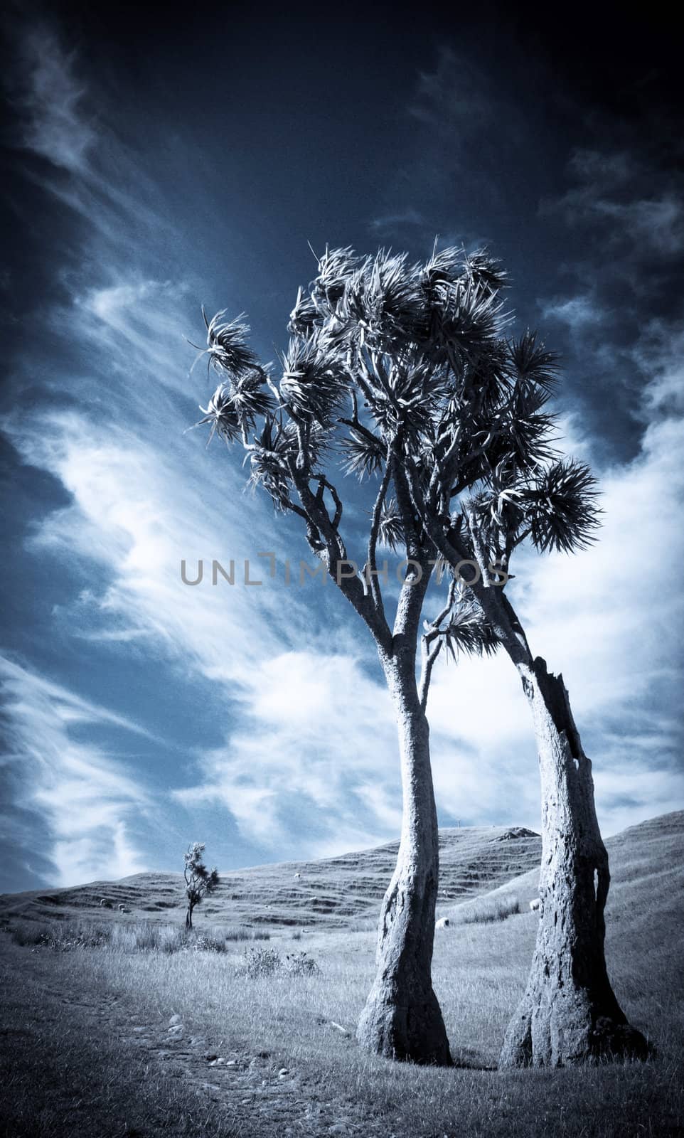 black and white toned photo of a dramatic New Zealand landscape with two cabbage trees and clouds