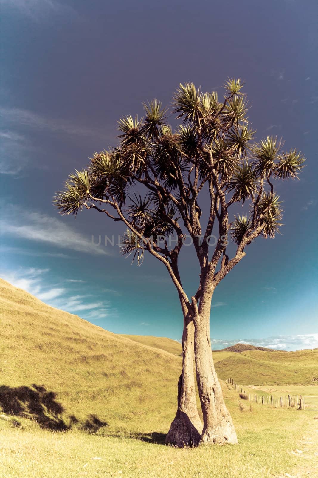 summer sunny landscape with a cabbage tree