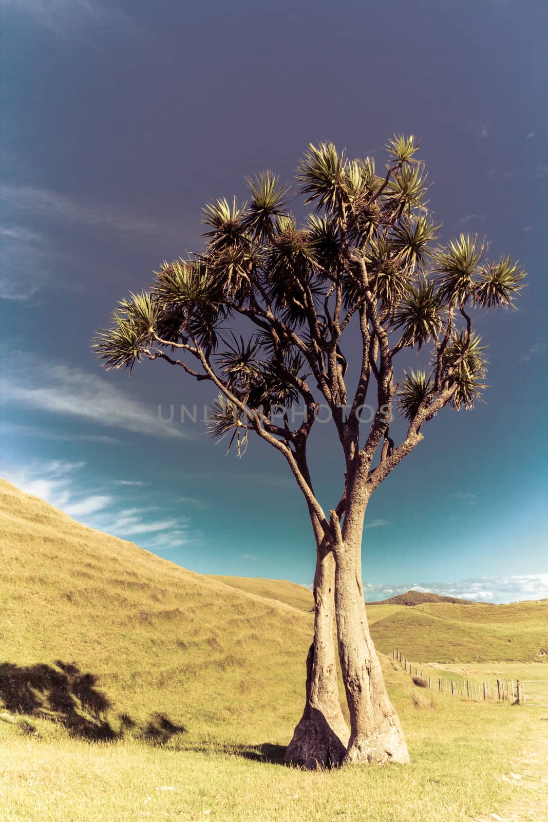 landscape with the tree by SkyLynx