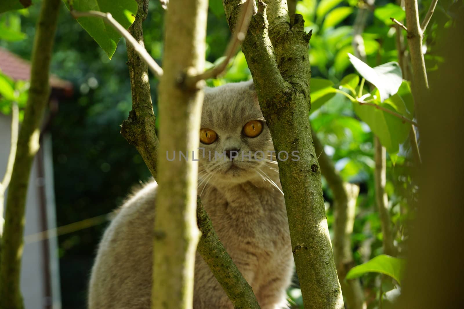 british cat on a tree by iness007