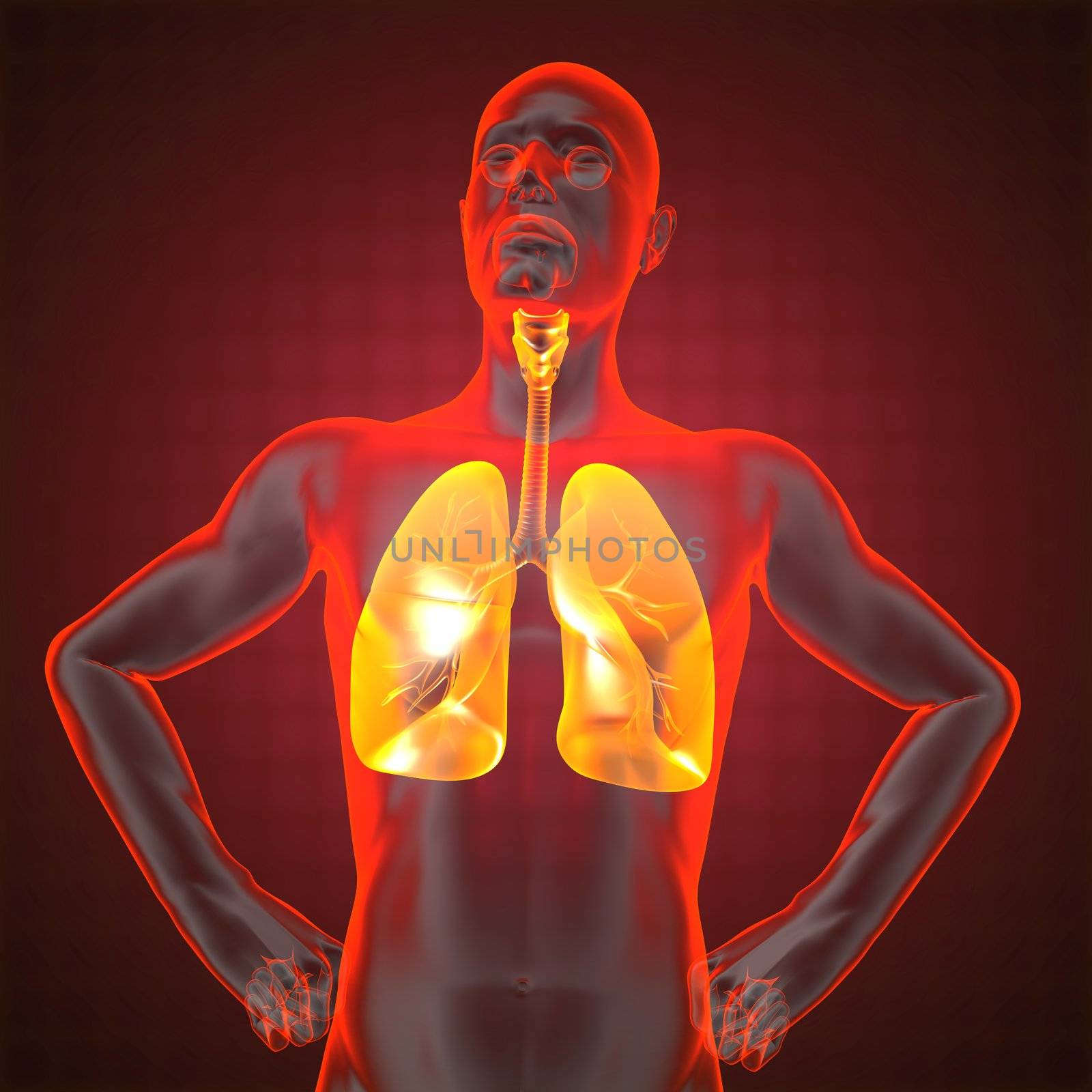 human chest radiography made in 3D