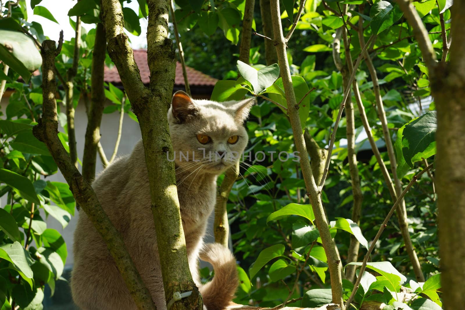 british cat on a tree by iness007