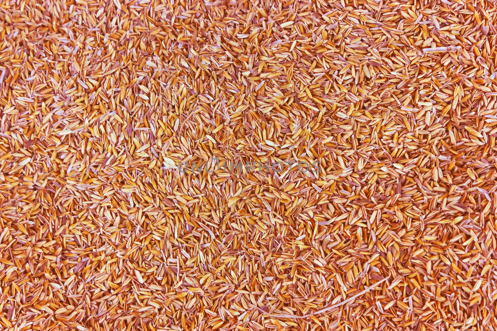 Rice husk. by sutipp11