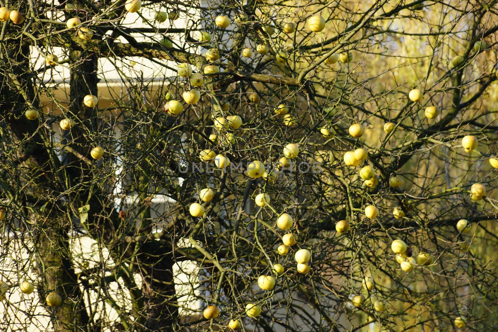 autumn tree with apples by iness007