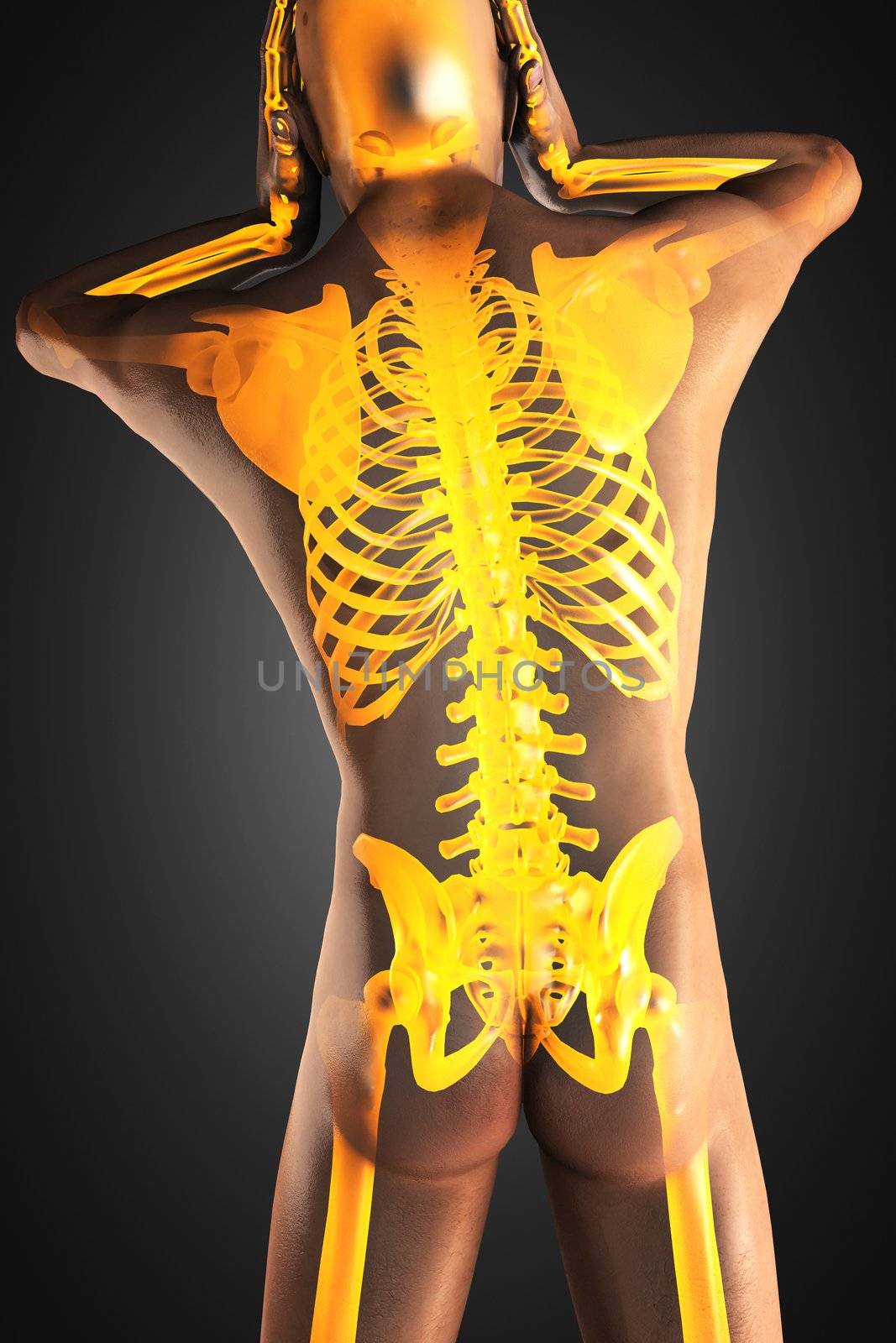 human radiography scan made in 3D