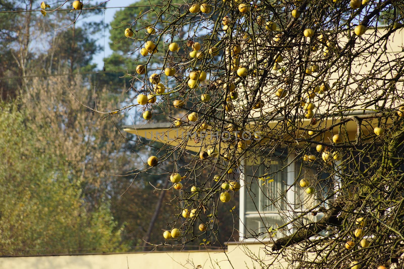 autumn tree with apples by iness007