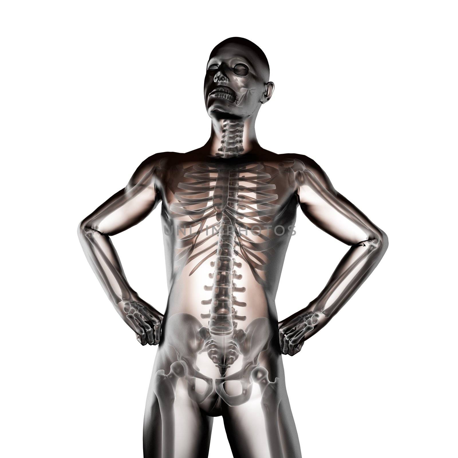 human radiography scan made in 3D