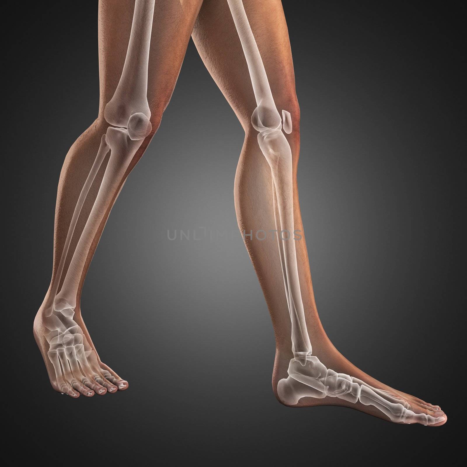 human radiography scan made in 3D