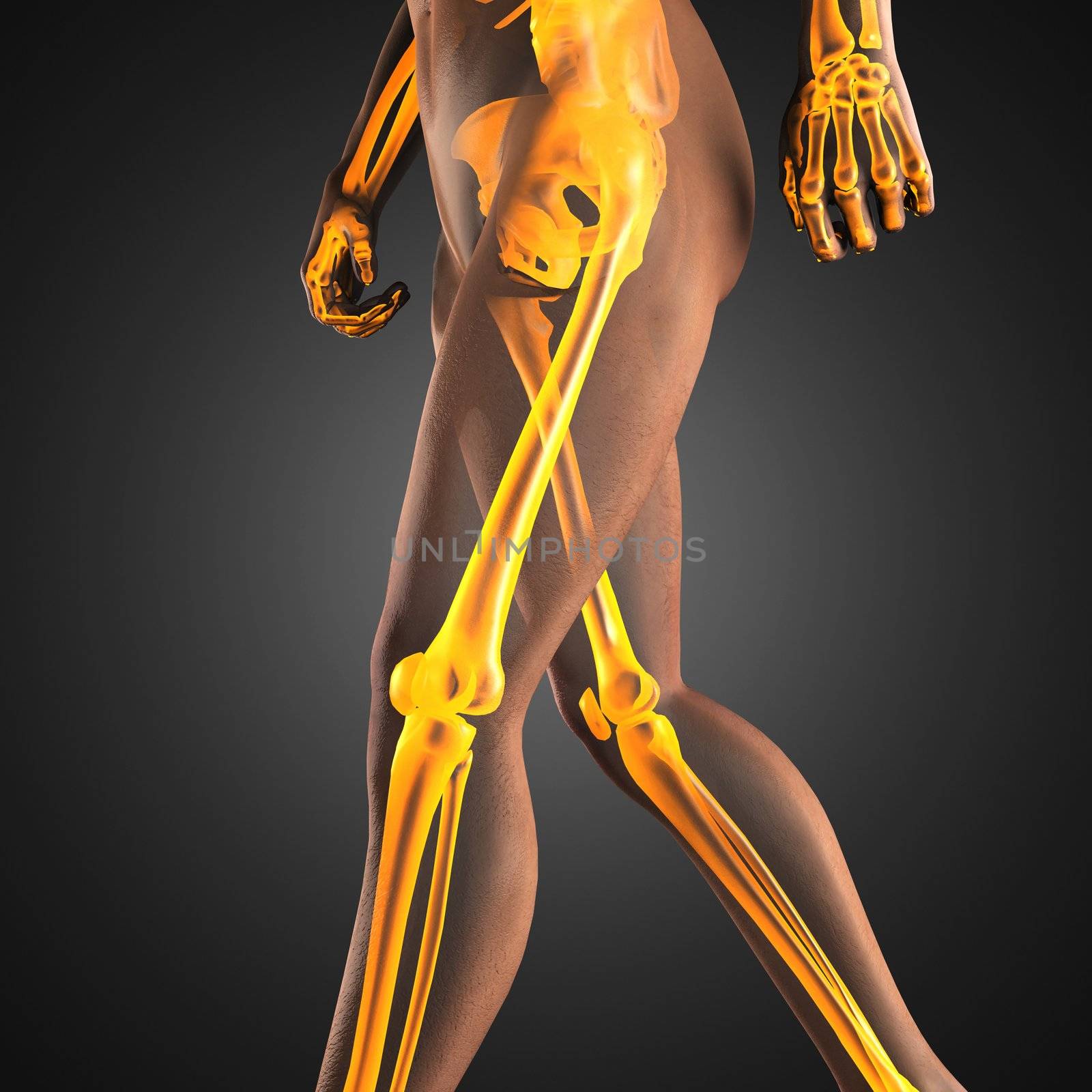 human radiography scan made in 3D