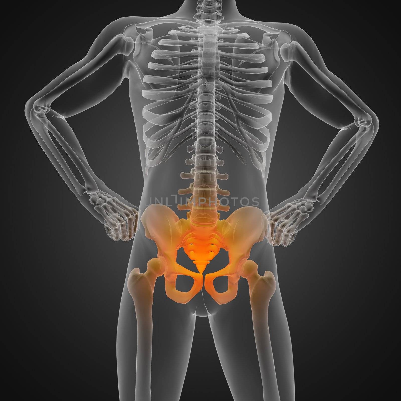 human radiography scan