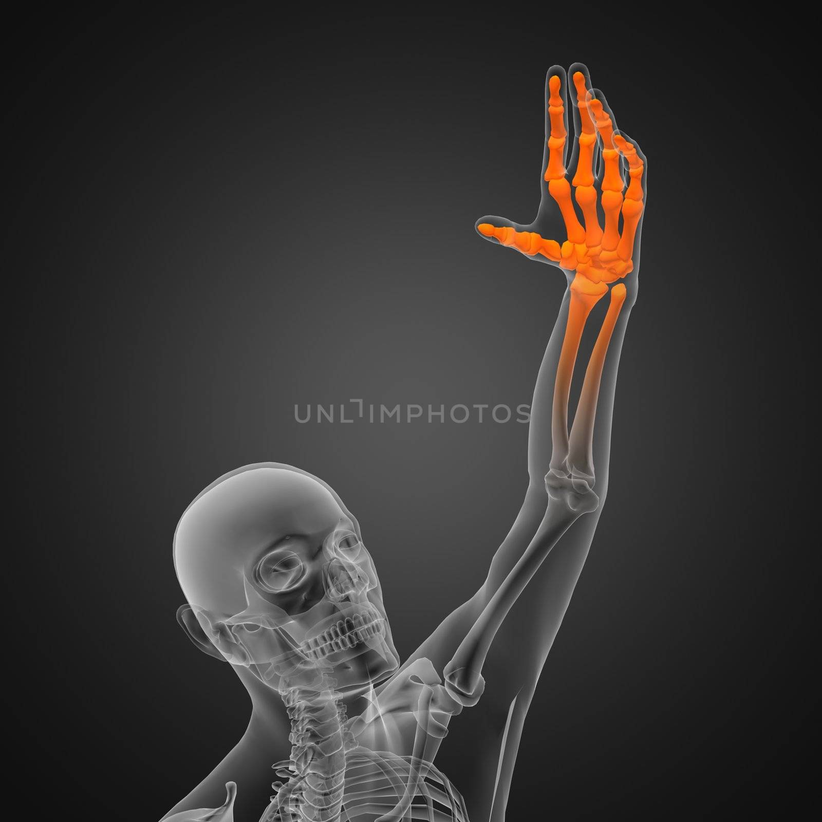 human radiography scan