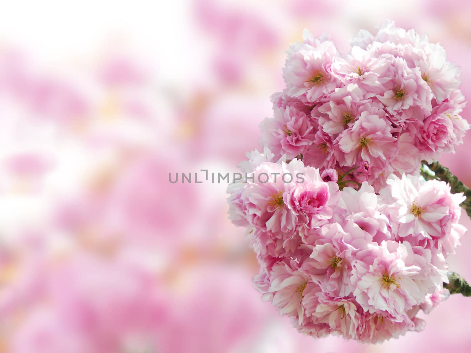 Pink Japanese cherry blossoms in springtime with copy space in the blurred background.