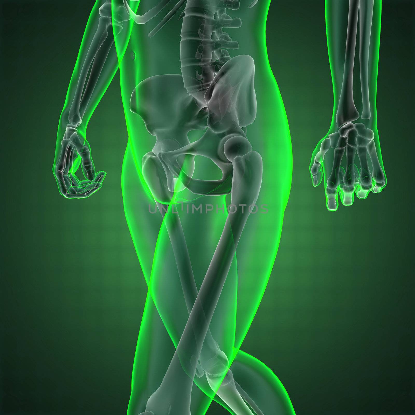 human radiography scan made in 3D