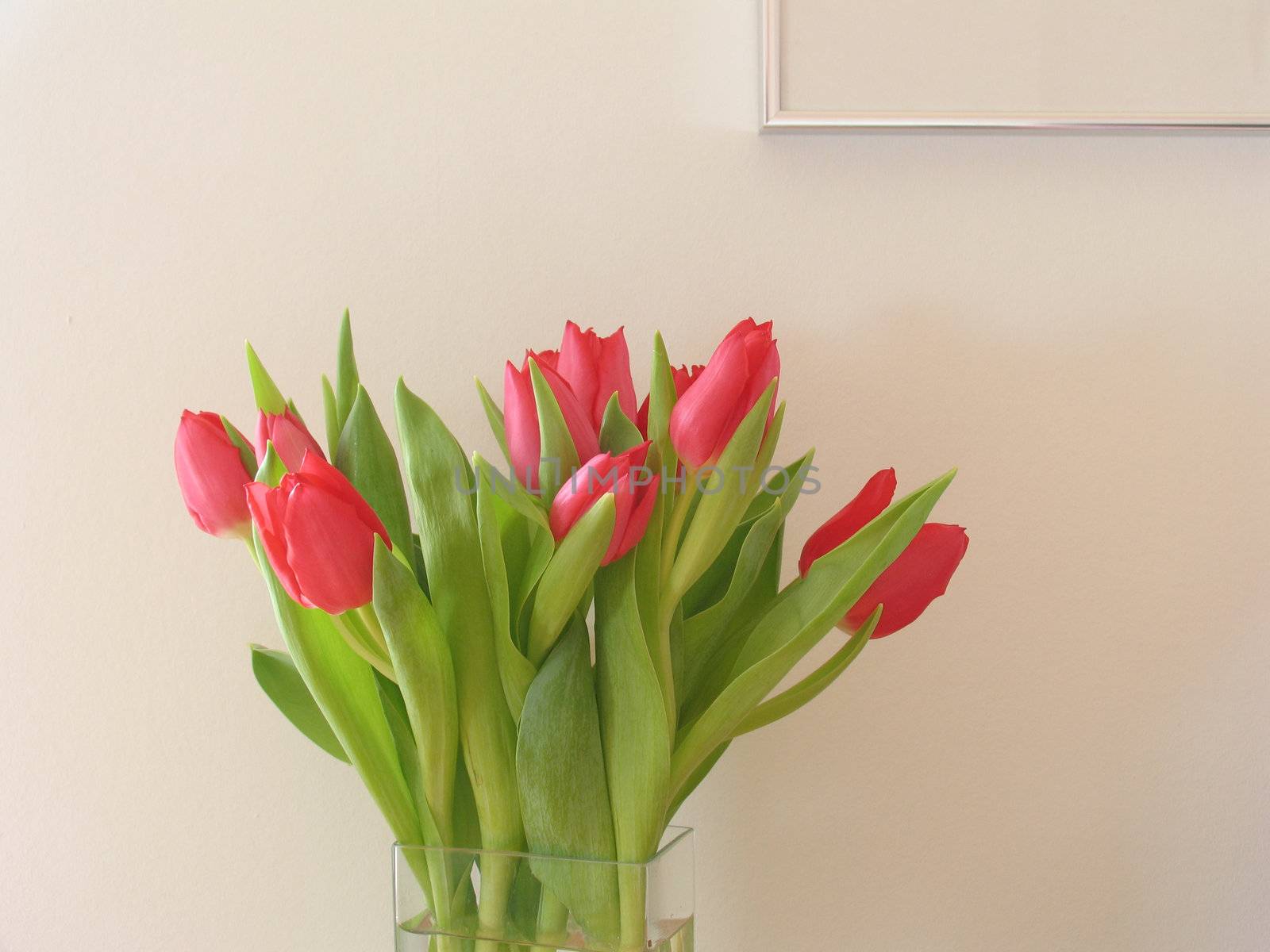 Red tulips by ABCDK