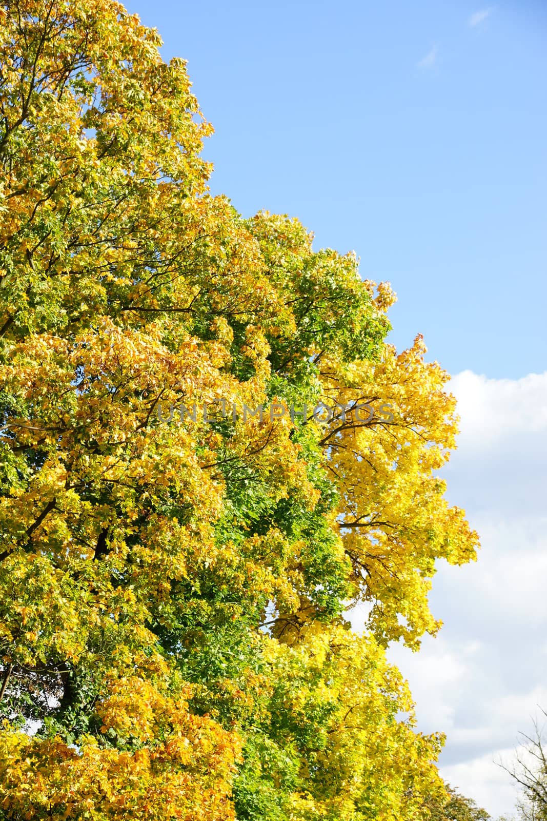 autumn tree with golden leaves