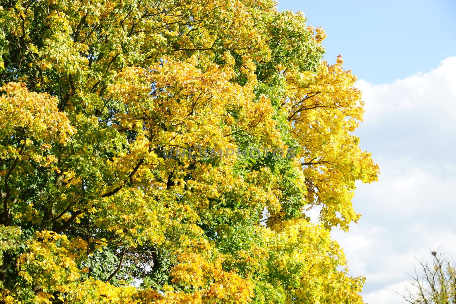 autumn tree with golden leaves by iness007