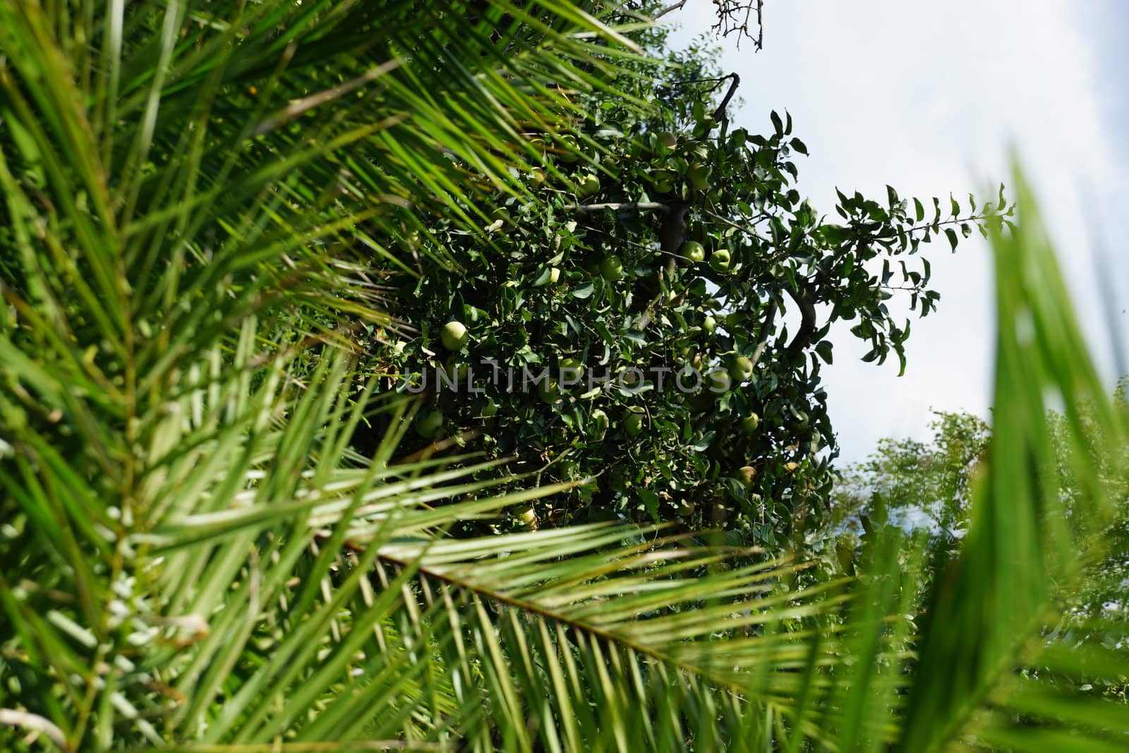 palms and apple-tree