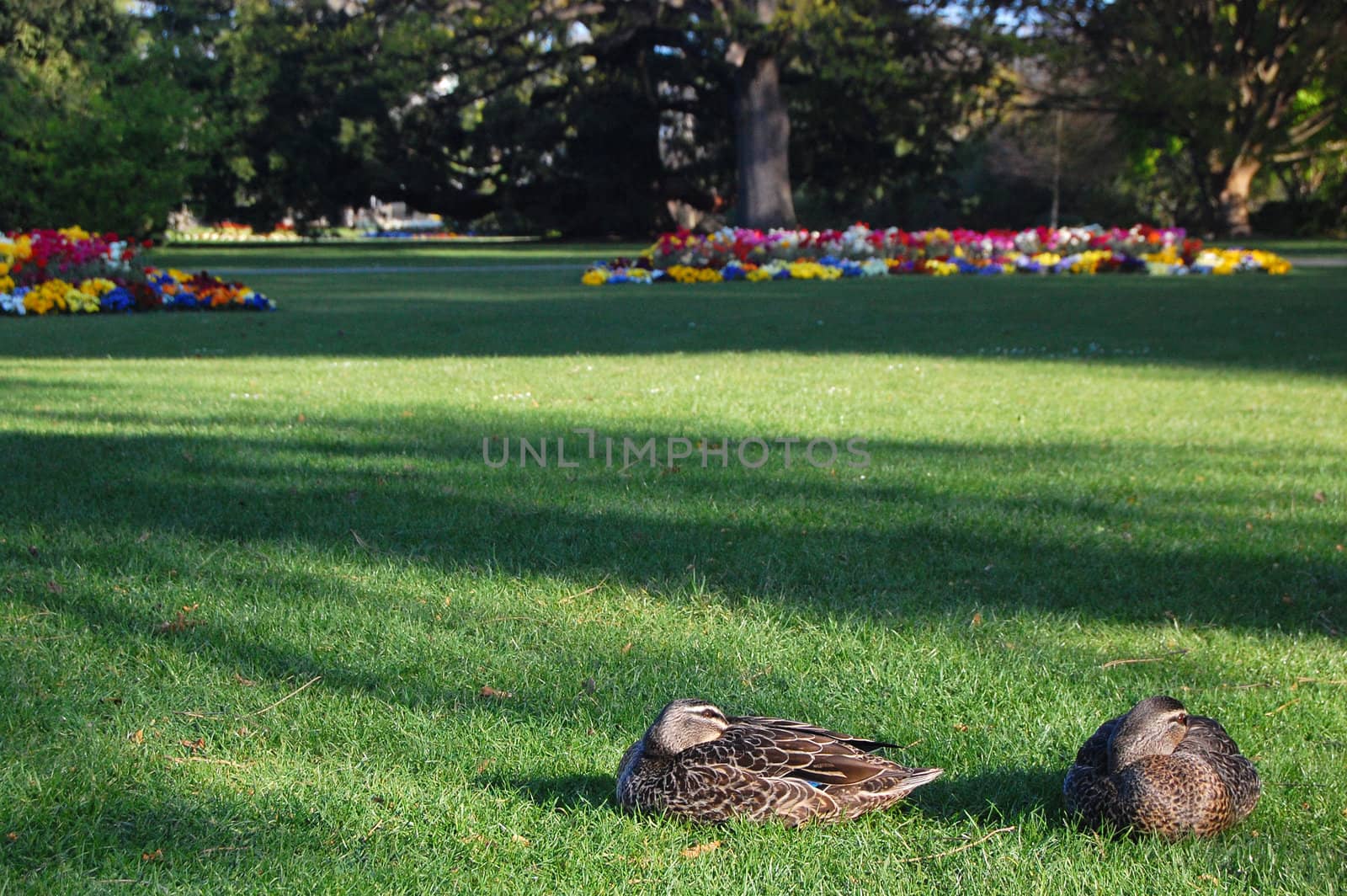 Ducks sit on grass at park, Christchurch, New Zealand