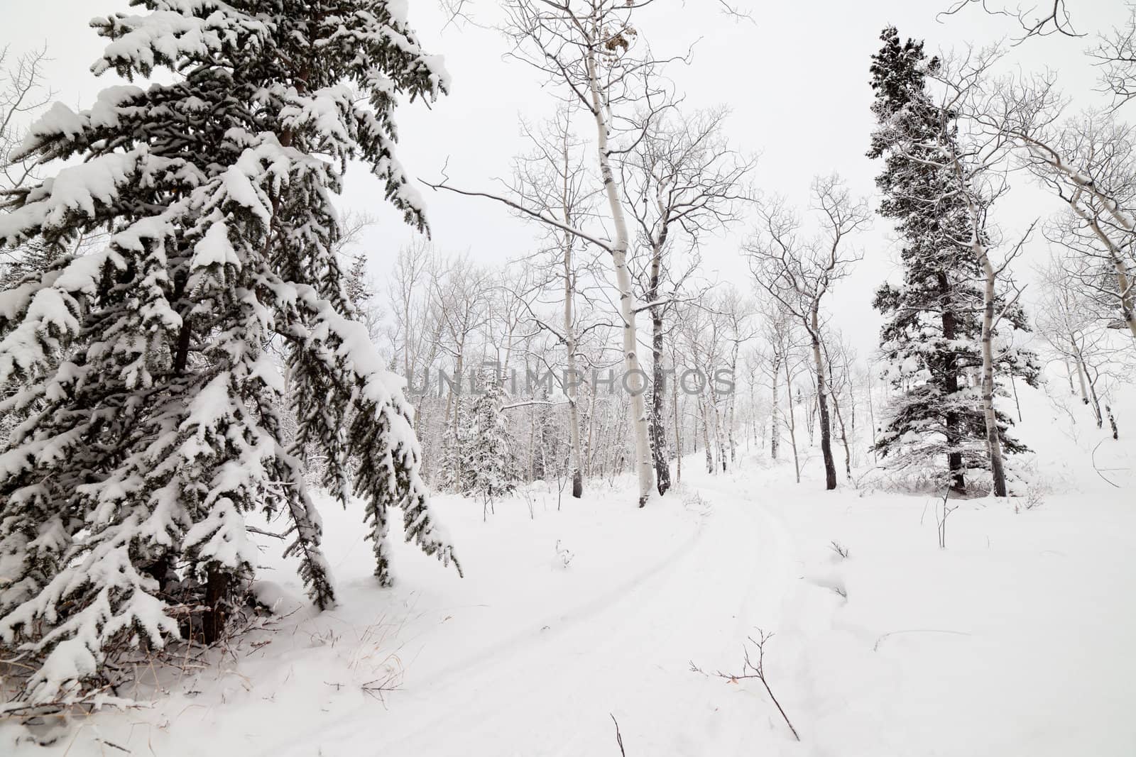 Snowy backcountry winter trail in boreal forest taiga of Yukon Territory Canada