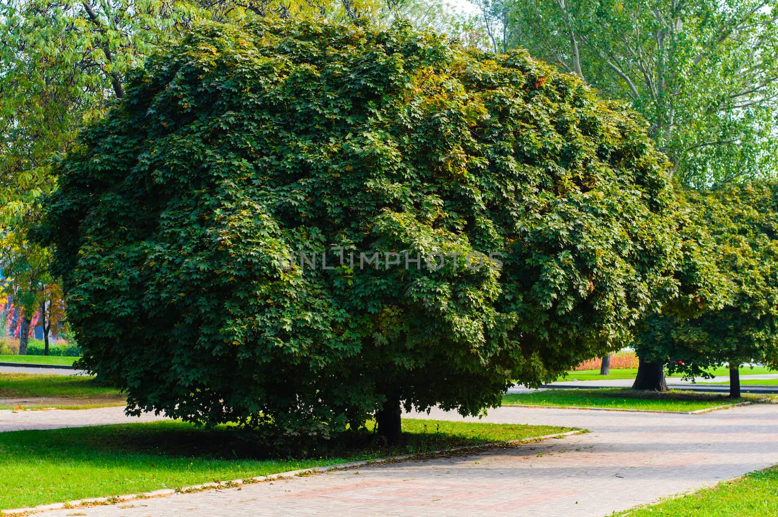 Big sphere maple tree in the park