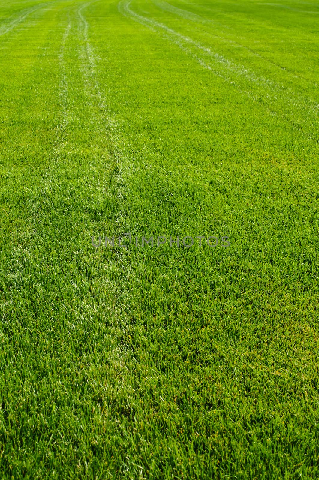 Striped green grass texture with perspective view