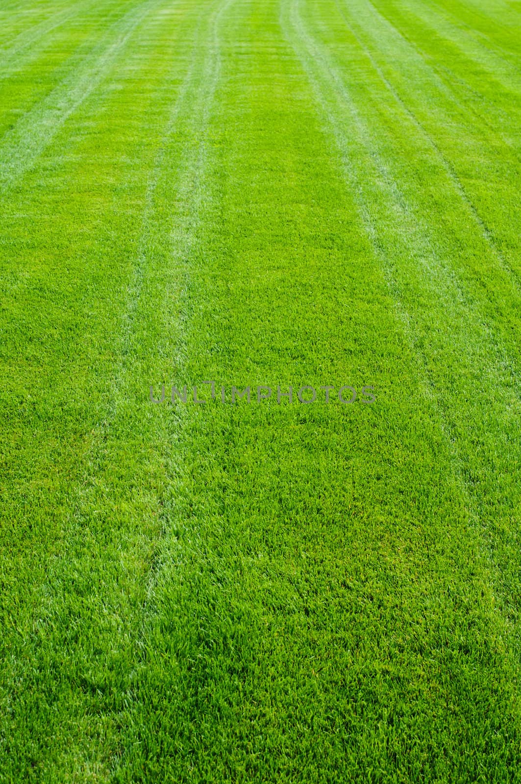 Striped green grass texture with perspective view