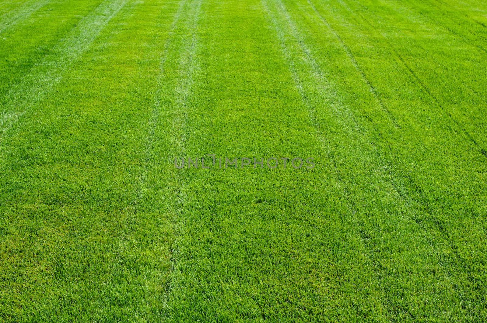 Striped green grass texture with perspective view