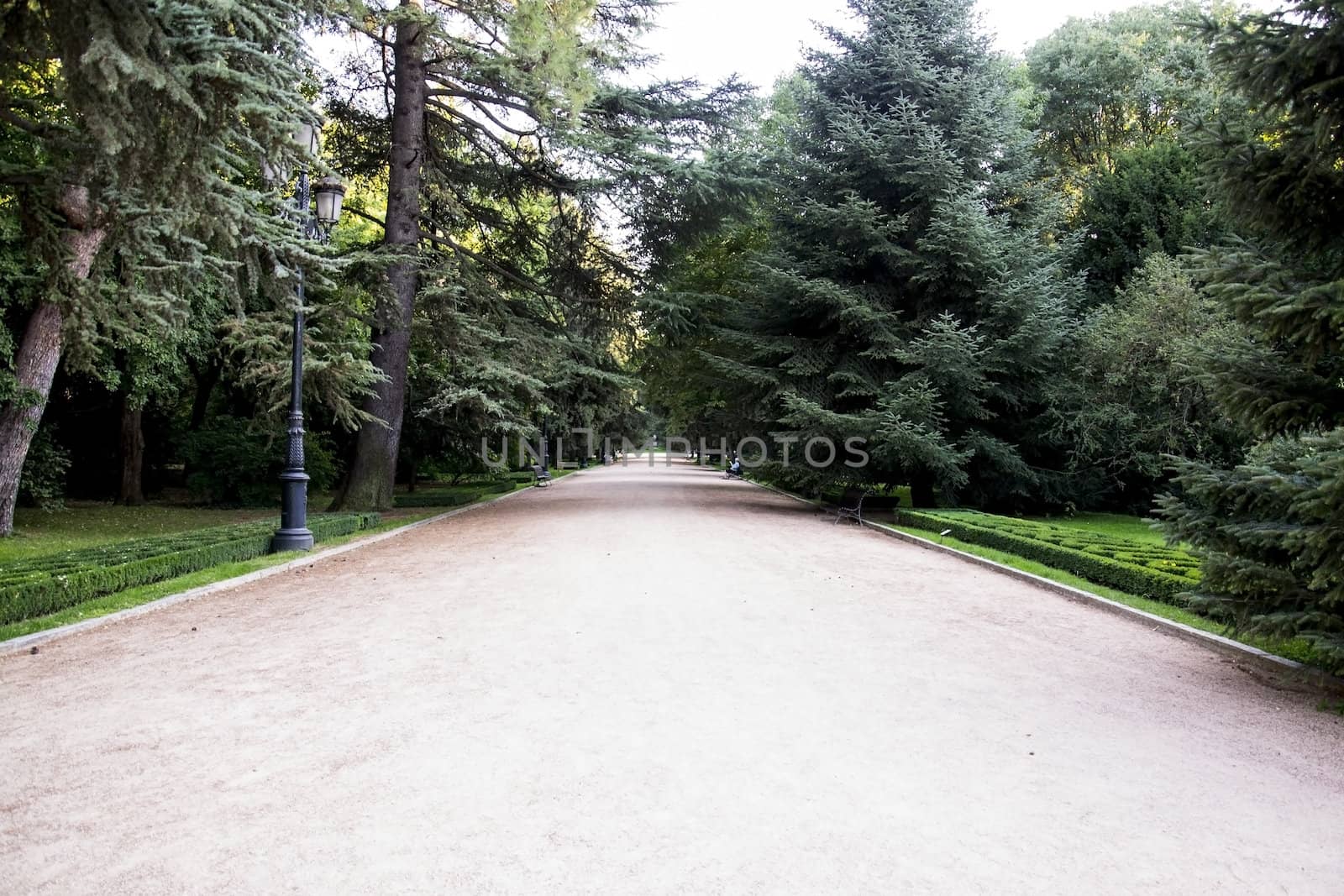 Long way in park Campo del moro in Madrid (espa�