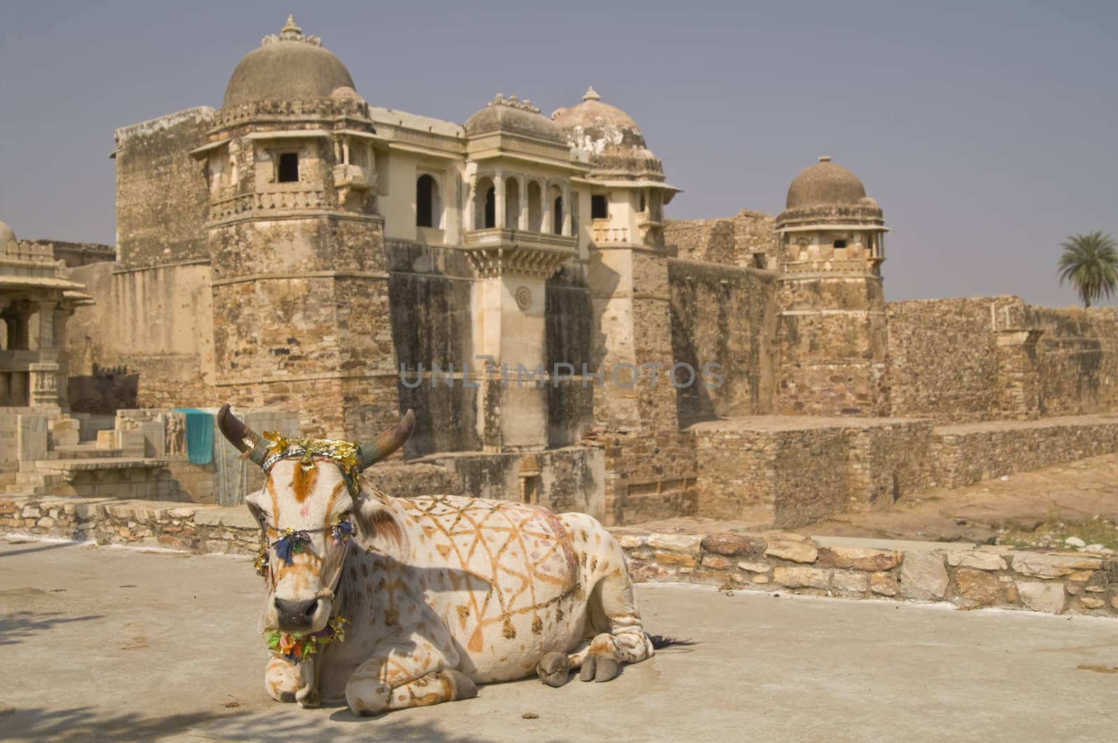 Decorated holy cow lying in front of an ancient ruined palace ((Pratap Palace). Chittaugarh, Rajasthan, India
