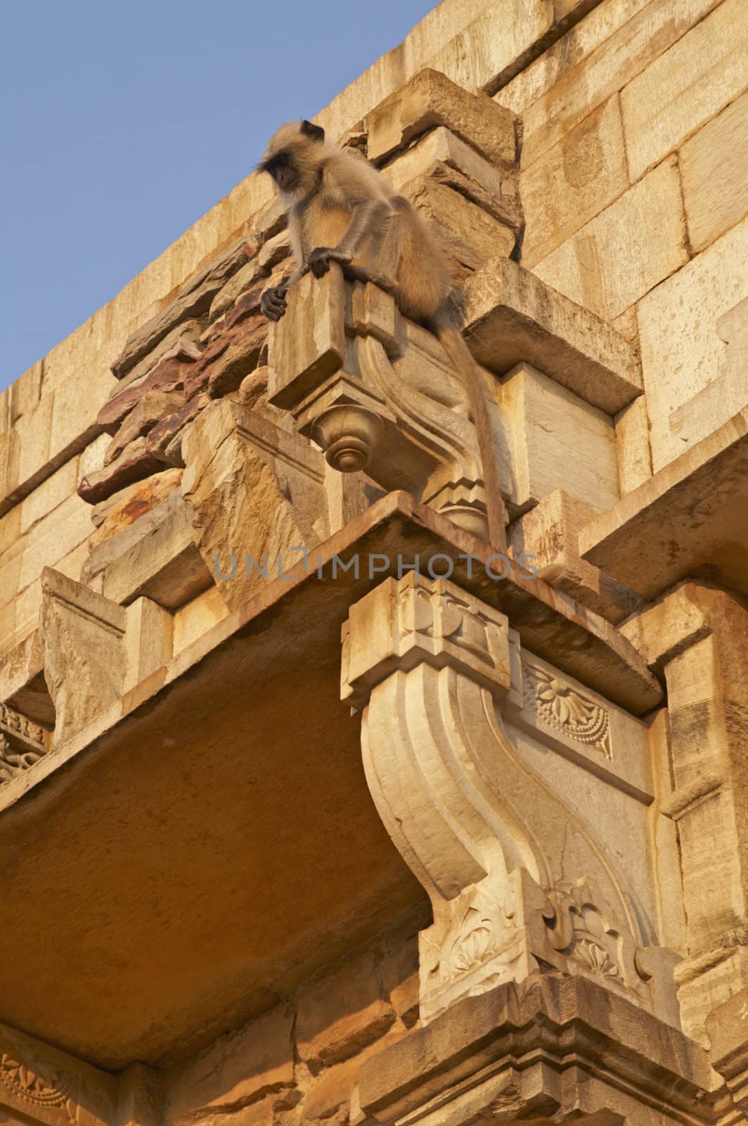 Langur monkey perched like a gargoyle on a Hindu Temple