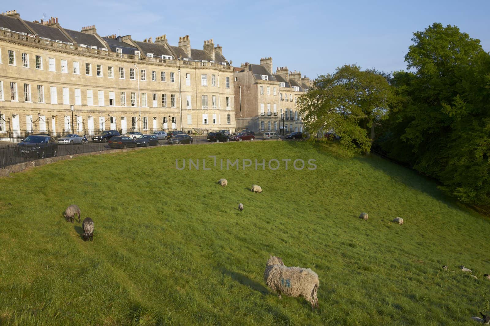 Sheep grazing in a field in front of the Georgian houses of Landsdown Crescent in the historic city of Bath in Somerset, England