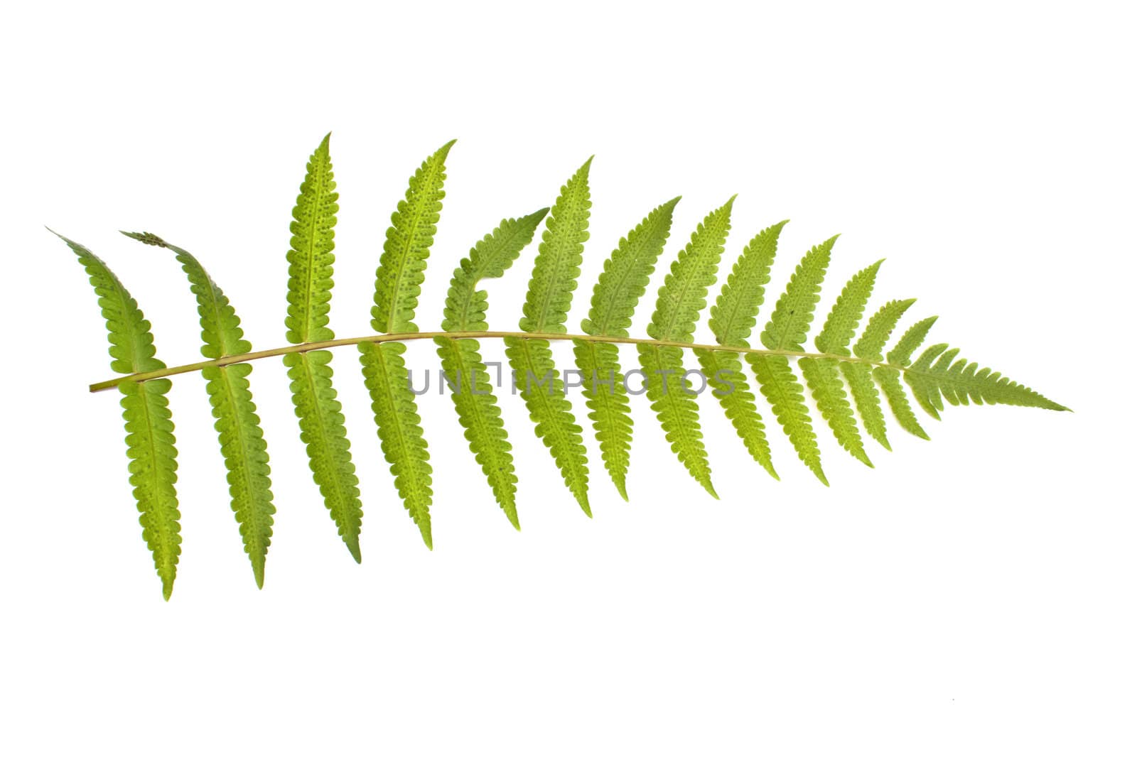 fern branch isolated on white background